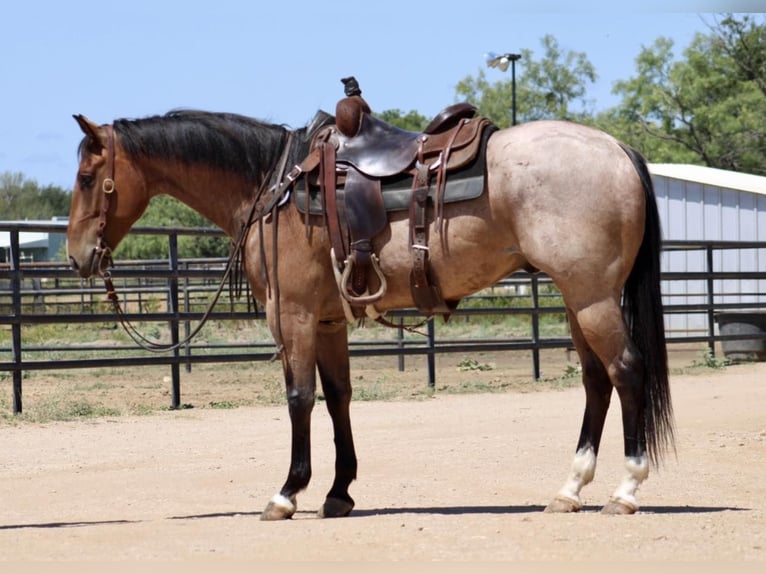 American Quarter Horse Gelding 6 years 15,1 hh Roan-Bay in Eastland TX
