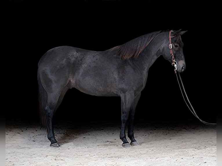 American Quarter Horse Gelding 6 years 15,1 hh Roan-Blue in Somerset, KY