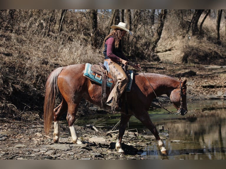 American Quarter Horse Gelding 6 years 15.1 hh Roan-Red in Baxter Springs