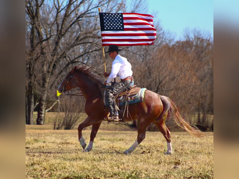 American Quarter Horse Gelding 6 years 15.1 hh Roan-Red in Baxter Springs