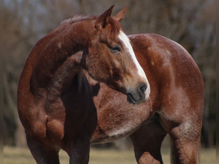 American Quarter Horse Gelding 6 years 15.1 hh Roan-Red in Baxter Springs