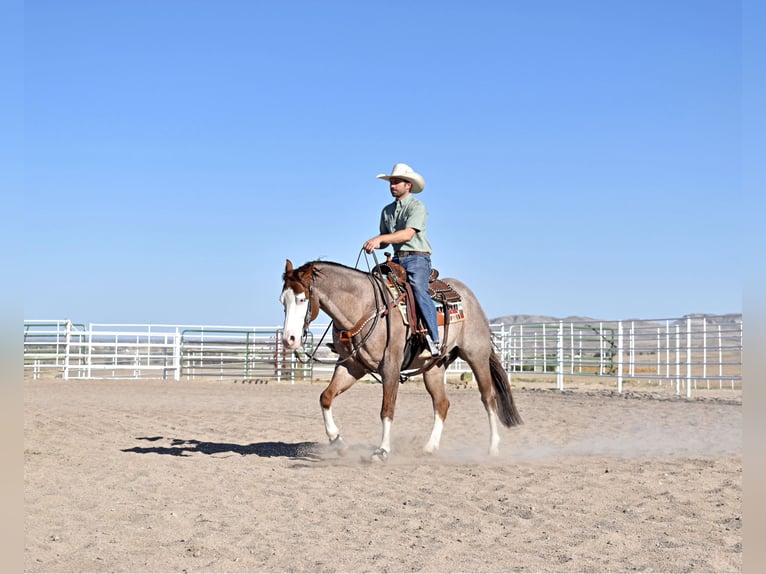 American Quarter Horse Gelding 6 years 15,1 hh Roan-Red in Bayard, Nebraska