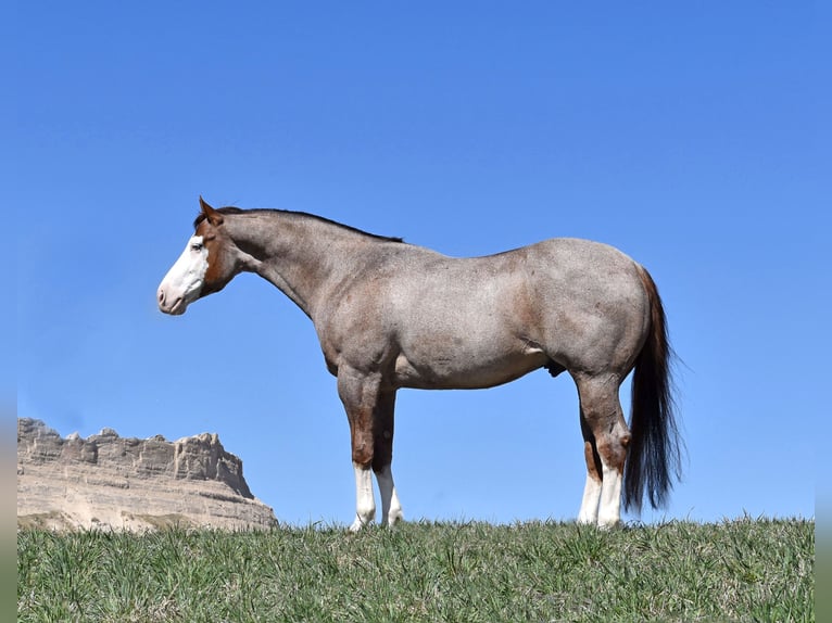 American Quarter Horse Gelding 6 years 15,1 hh Roan-Red in Bayard, Nebraska