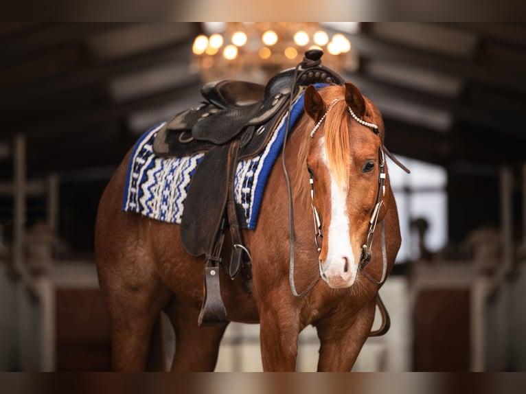 American Quarter Horse Gelding 6 years 15,1 hh Roan-Red in Steyerberg