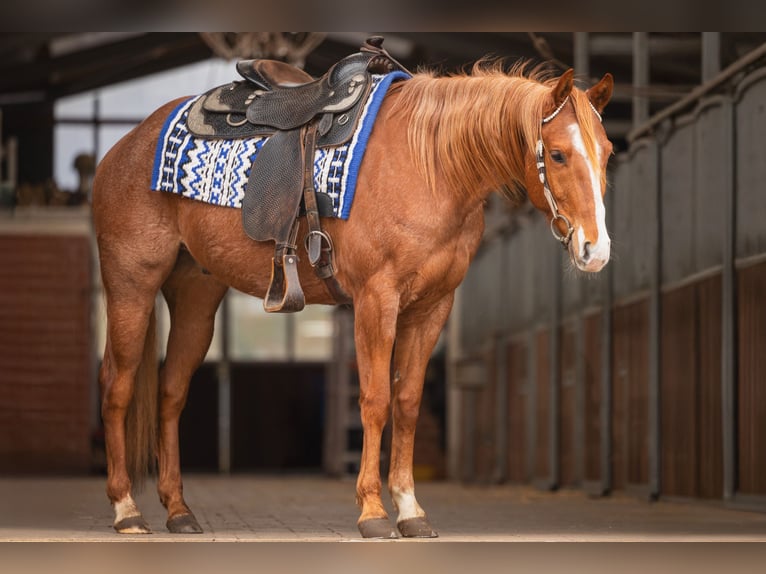 American Quarter Horse Gelding 6 years 15,1 hh Roan-Red in Steyerberg