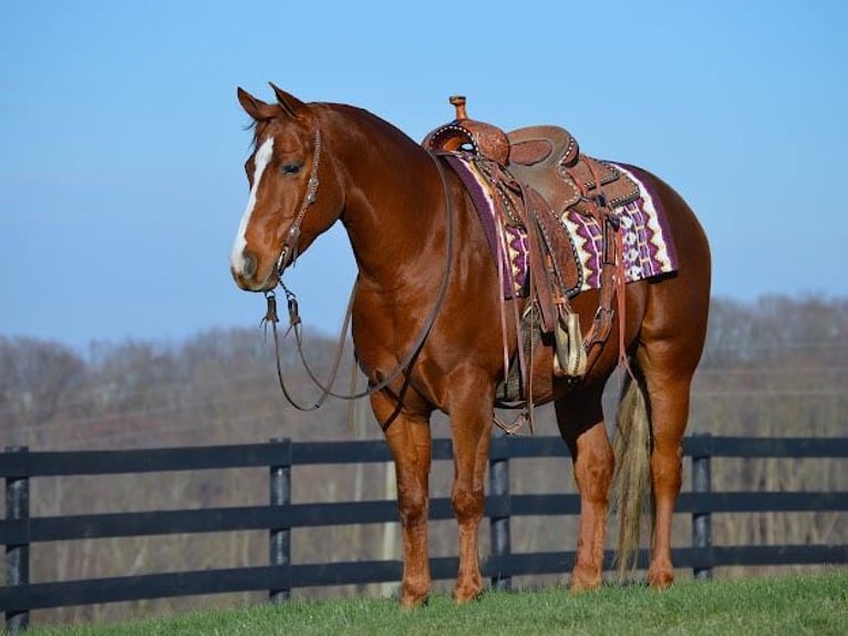 American Quarter Horse Gelding 6 years 15,1 hh Sorrel in Fredericksburg IND