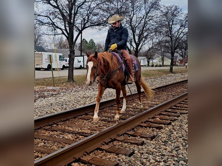 American Quarter Horse Gelding 6 years 15.1 hh Sorrel in Robards