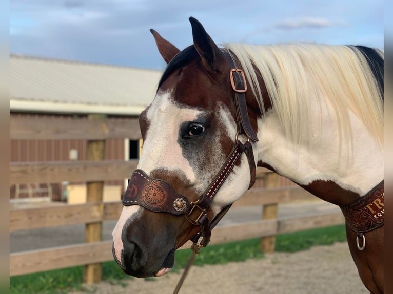 American Quarter Horse Gelding 6 years 15,1 hh Tobiano-all-colors in Ashland, OH