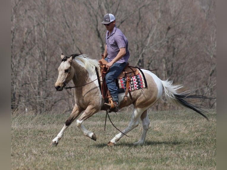 American Quarter Horse Gelding 6 years 15,1 hh Tobiano-all-colors in Brodhead KY