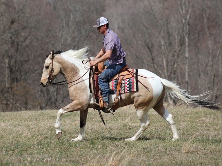 American Quarter Horse Gelding 6 years 15,1 hh Tobiano-all-colors in Brodhead KY