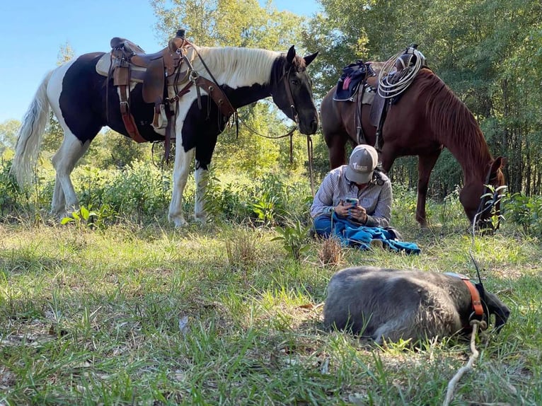 American Quarter Horse Gelding 6 years 15,1 hh Tobiano-all-colors in Canton TX