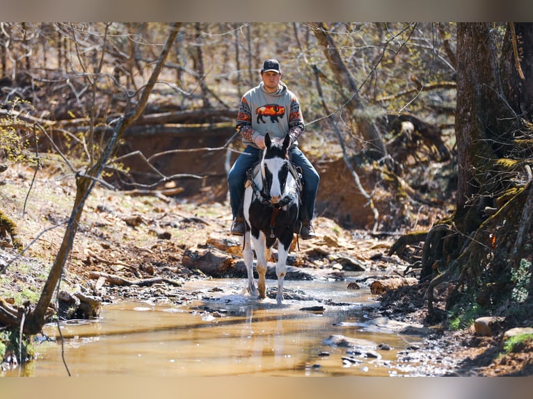 American Quarter Horse Gelding 6 years 15,1 hh Tobiano-all-colors in Hampshire, TN