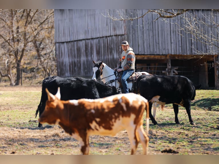 American Quarter Horse Gelding 6 years 15,1 hh Tobiano-all-colors in Hampshire, TN