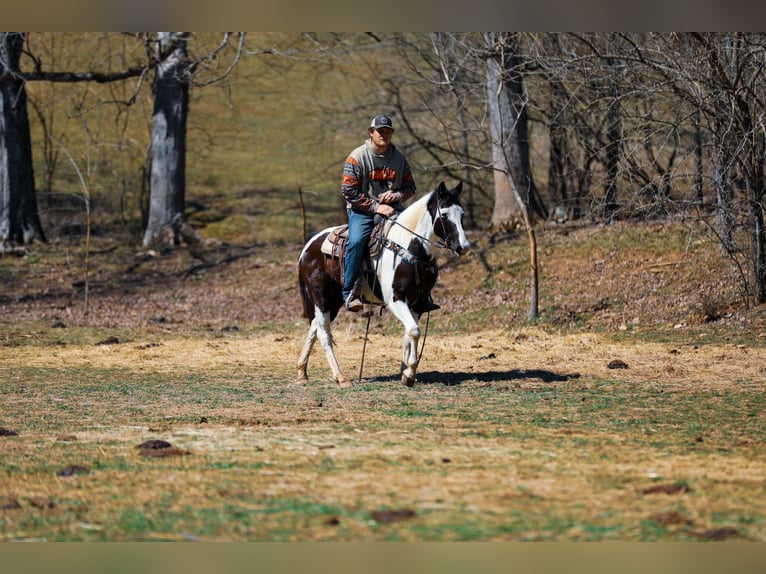 American Quarter Horse Gelding 6 years 15,1 hh Tobiano-all-colors in Hampshire, TN