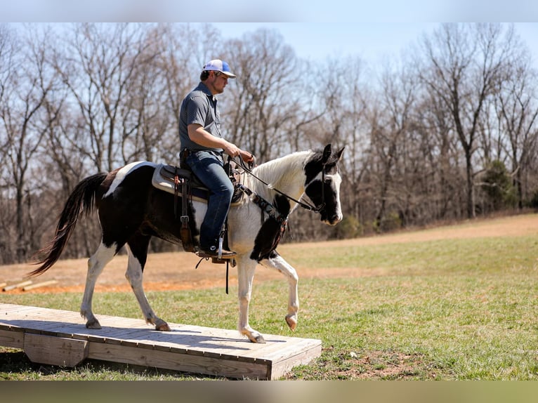 American Quarter Horse Gelding 6 years 15,1 hh Tobiano-all-colors in Hampshire, TN