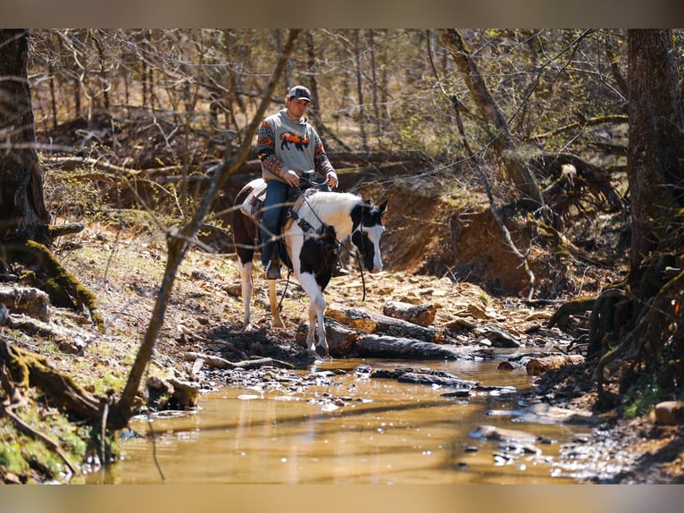 American Quarter Horse Gelding 6 years 15,1 hh Tobiano-all-colors in Hampshire, TN