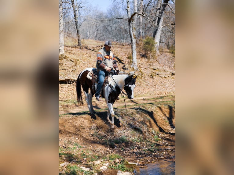 American Quarter Horse Gelding 6 years 15,1 hh Tobiano-all-colors in Hampshire, TN