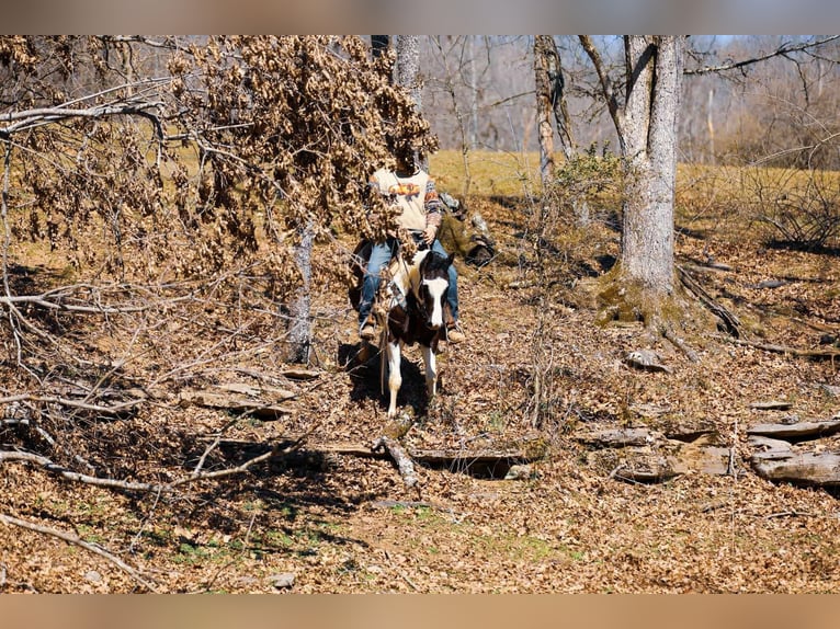 American Quarter Horse Gelding 6 years 15,1 hh Tobiano-all-colors in Hampshire, TN