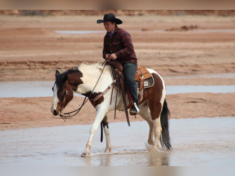 American Quarter Horse Gelding 6 years 15,1 hh Tobiano-all-colors in Vernon TX