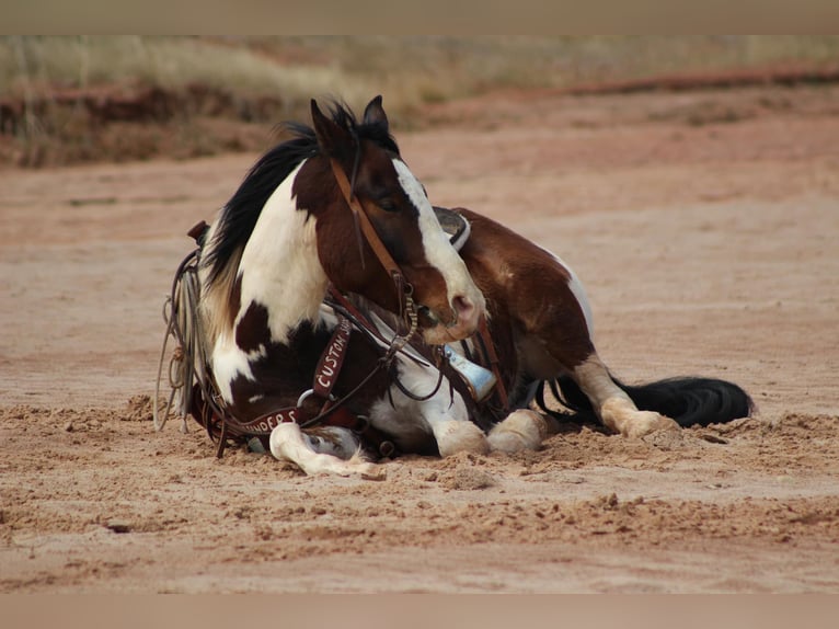 American Quarter Horse Gelding 6 years 15,1 hh Tobiano-all-colors in Vernon TX