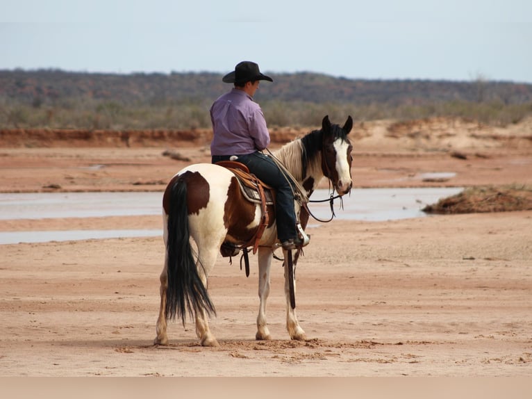 American Quarter Horse Gelding 6 years 15,1 hh Tobiano-all-colors in Vernon TX