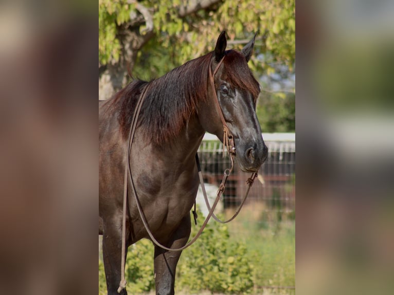 American Quarter Horse Gelding 6 years 15,2 hh Black in Breckenridge TX