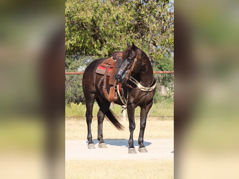 American Quarter Horse Gelding 6 years 15,2 hh Black in Breckenridge TX