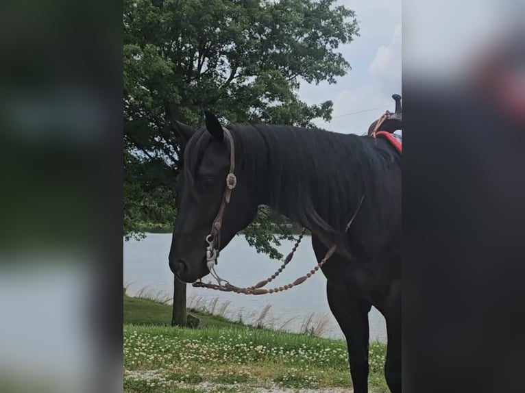 American Quarter Horse Gelding 6 years 15.2 hh Black in Robards KY