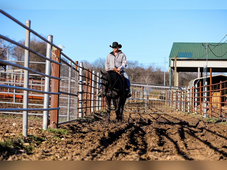 American Quarter Horse Gelding 6 years 15,2 hh Black in Santa Fe TN