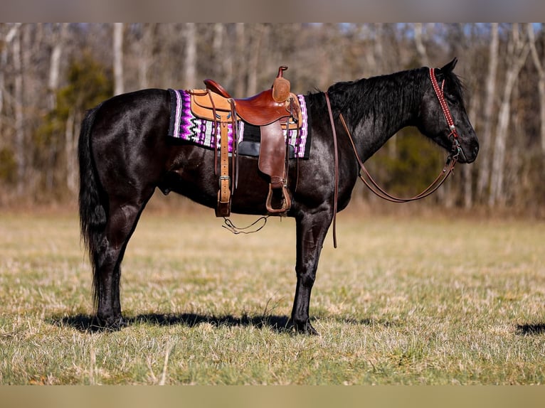 American Quarter Horse Gelding 6 years 15,2 hh Black in Santa Fe TN