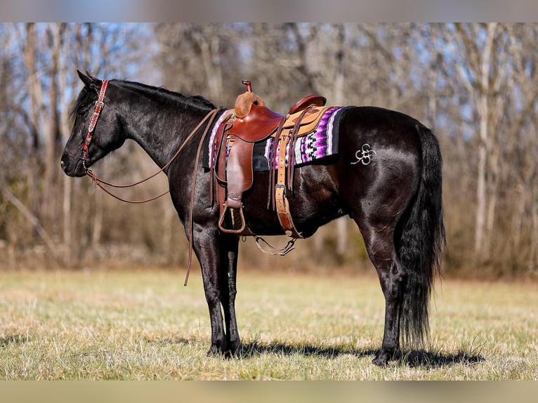 American Quarter Horse Gelding 6 years 15,2 hh Black in Santa Fe TN