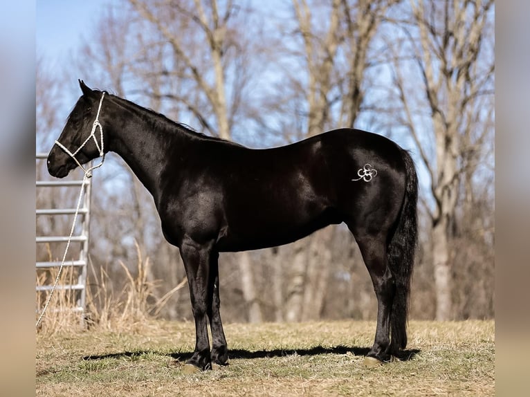 American Quarter Horse Gelding 6 years 15,2 hh Black in Santa Fe TN