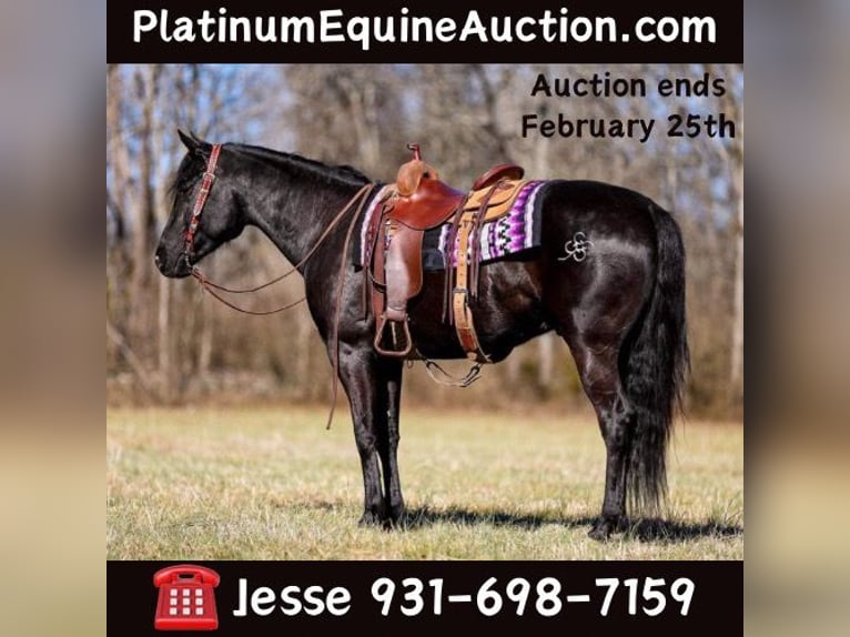 American Quarter Horse Gelding 6 years 15,2 hh Black in Santa Fe TN