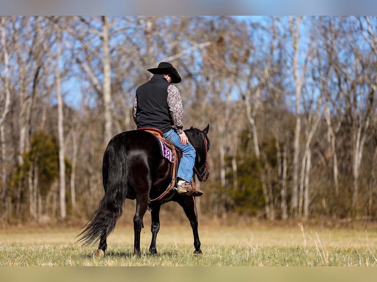 American Quarter Horse Gelding 6 years 15,2 hh Black in Santa Fe TN