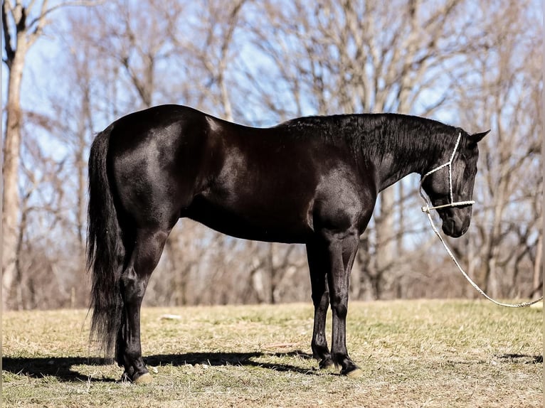 American Quarter Horse Gelding 6 years 15,2 hh Black in Santa Fe TN