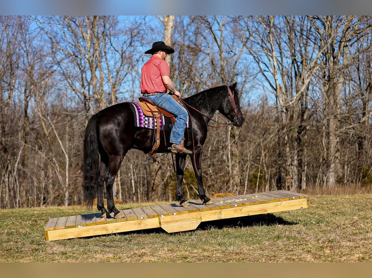 American Quarter Horse Gelding 6 years 15,2 hh Black in Santa Fe TN