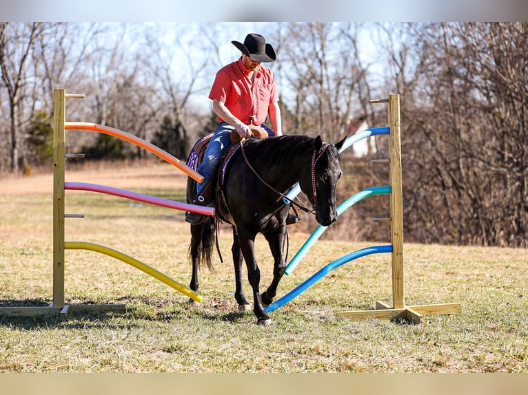 American Quarter Horse Gelding 6 years 15,2 hh Black in Santa Fe TN