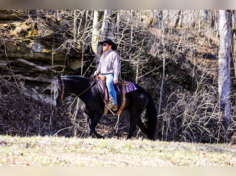 American Quarter Horse Gelding 6 years 15,2 hh Black in Santa Fe TN