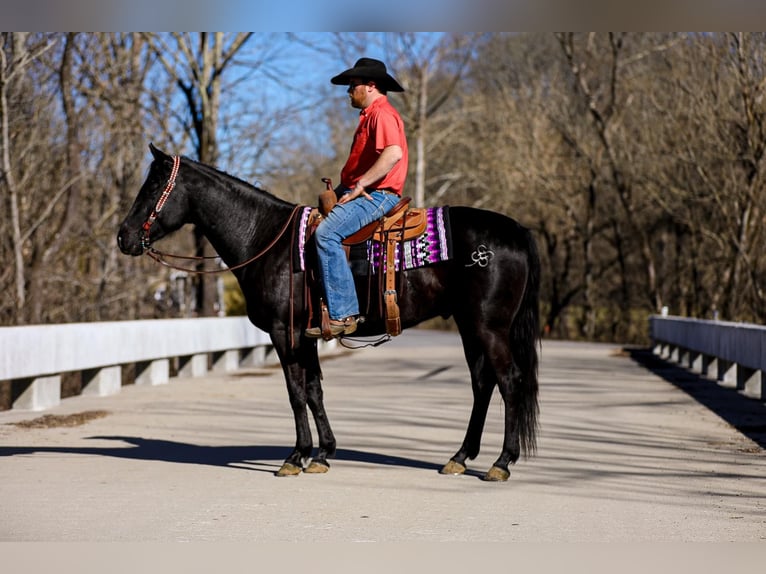 American Quarter Horse Gelding 6 years 15,2 hh Black in Santa Fe TN