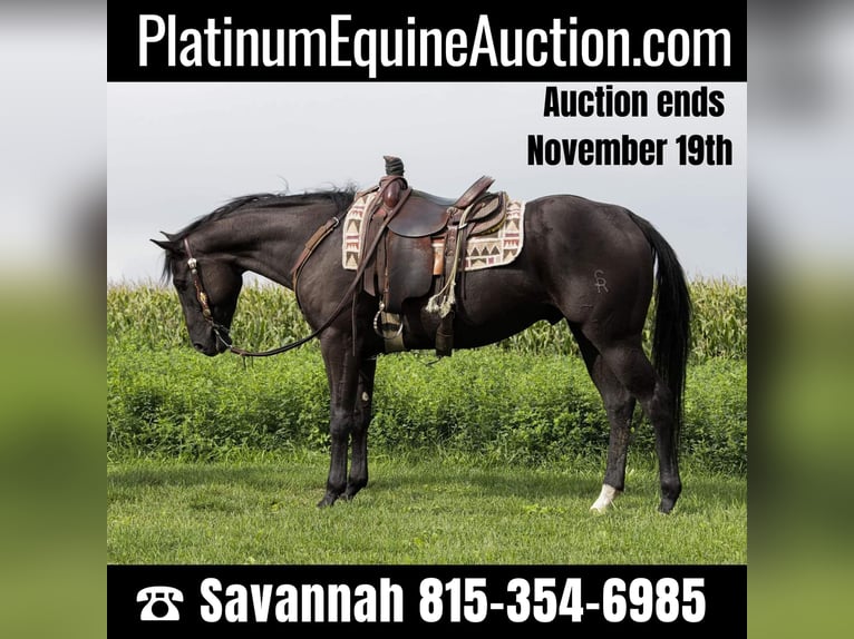 American Quarter Horse Gelding 6 years 15,2 hh Black in Woodstock IL