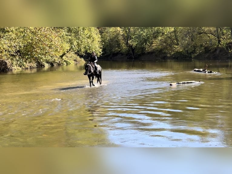 American Quarter Horse Gelding 6 years 15,2 hh Black in Woodstock IL