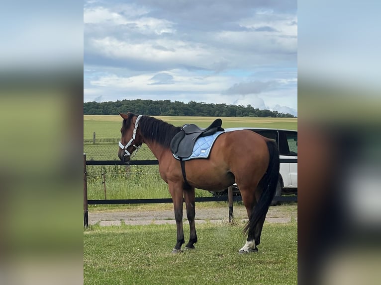 American Quarter Horse Mix Gelding 6 years 15.2 hh Brown in Kaltohmfeld