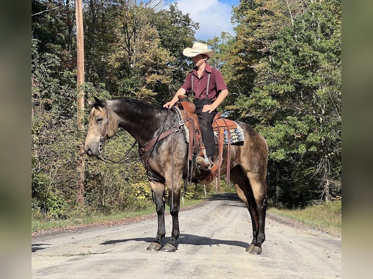 American Quarter Horse Gelding 6 years 15,2 hh Buckskin in Allenwood, PA