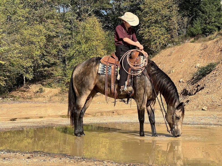 American Quarter Horse Gelding 6 years 15,2 hh Buckskin in Allenwood, PA