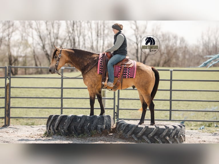 American Quarter Horse Gelding 6 years 15,2 hh Buckskin in Fredericksburg, OH