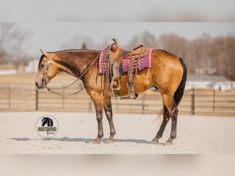 American Quarter Horse Gelding 6 years 15,2 hh Buckskin in Fredericksburg, OH