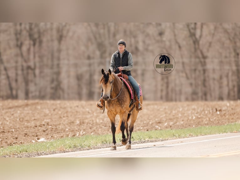 American Quarter Horse Gelding 6 years 15,2 hh Buckskin in Fredericksburg, OH