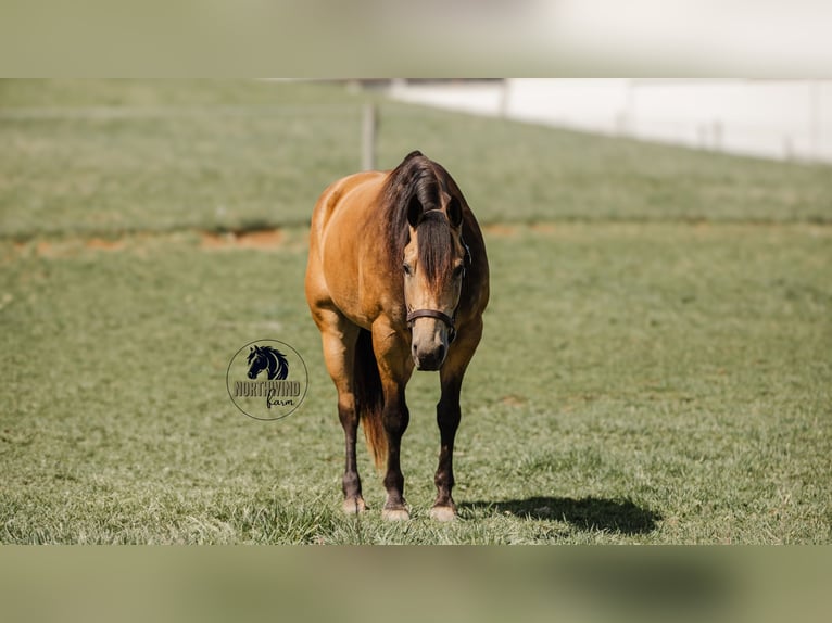 American Quarter Horse Gelding 6 years 15,2 hh Buckskin in Fredericksburg, OH