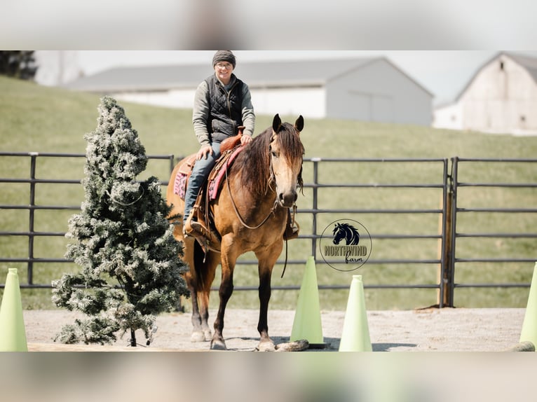 American Quarter Horse Gelding 6 years 15,2 hh Buckskin in Fredericksburg, OH