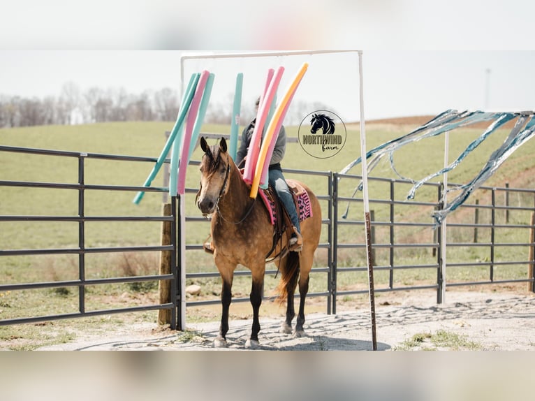 American Quarter Horse Gelding 6 years 15,2 hh Buckskin in Fredericksburg, OH